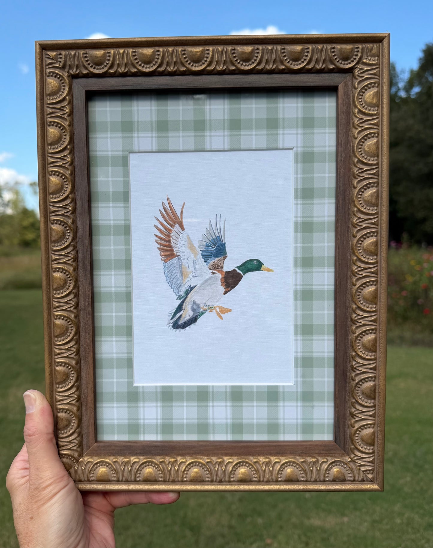 "Matted Mallard" Framed Print